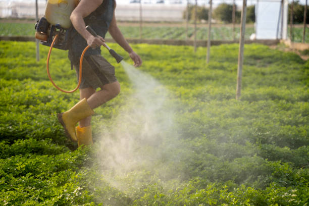 Reliable Sutter Creek, CA Pest Control Solutions