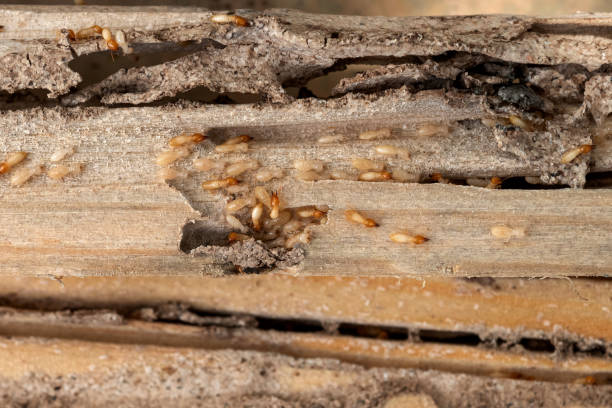Best Pest Prevention Services  in Sutter Creek, CA